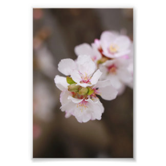 Impression Photo Fleurs rose