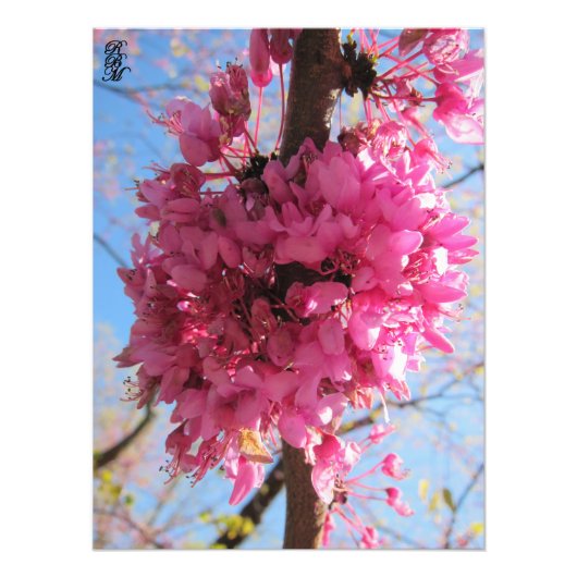 Impression Photo Fleurs roses sur un arbre (Devant)