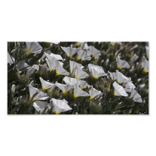Impression Photo Fleurs sauvages blancs tout autour