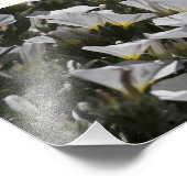 Impression Photo Fleurs sauvages blancs tout autour (Coin)