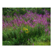 Impression Photo Fleurs sauvages de la route - Loosestrife pourpre (Devant)