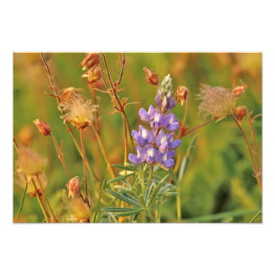 Impression Photo Fleurs sauvages de Lupin & Prairie Smoke dans le M