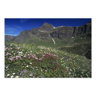 Impression Photo Fleurs sauvages, en fleurs, Alpes, Suisse