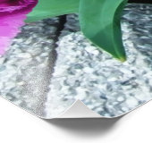 Impression Photo Fleurs tulipes roses (Coin)