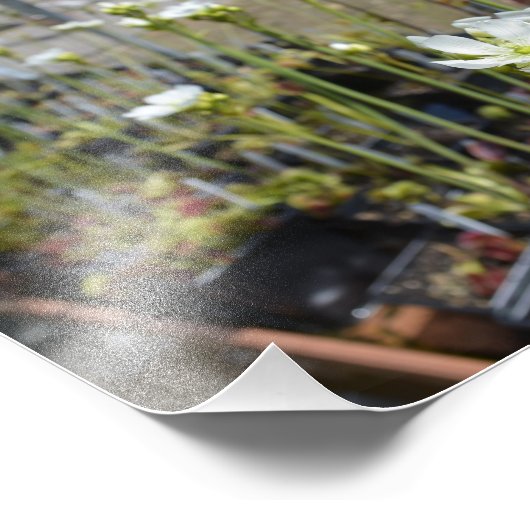 Impression Photo Fleurs Vénus Flytrap (Coin)