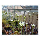 Impression Photo Fleurs Vénus Flytrap (Devant)