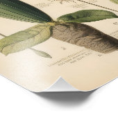 Impression Photo Fleurs vintages (Coin)