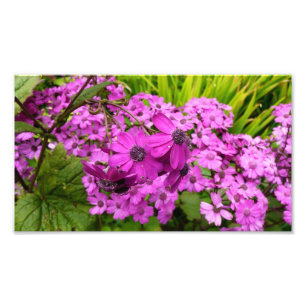 Impression Photo Fleurs violettes de San Francisco