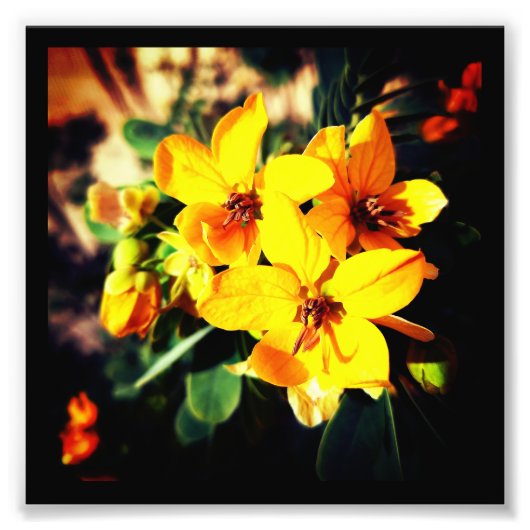 Impression Photo Fleurs vives (Devant)