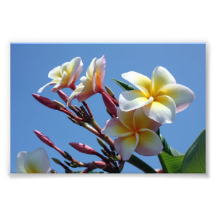 Impression Photo Fleurs voyantes de Frangipani de Plumeria