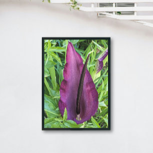 Impression Photo Floraison florissante de dragon violet Lily