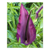 Impression Photo Floraison florissante de dragon violet Lily (Devant)
