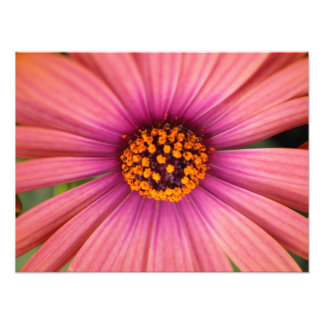 Impression Photo floral