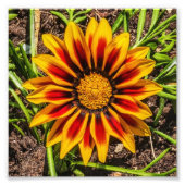 Impression photo Floral 1 (Devant)