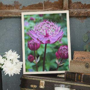 Impression Photo Floral Astrantia rose