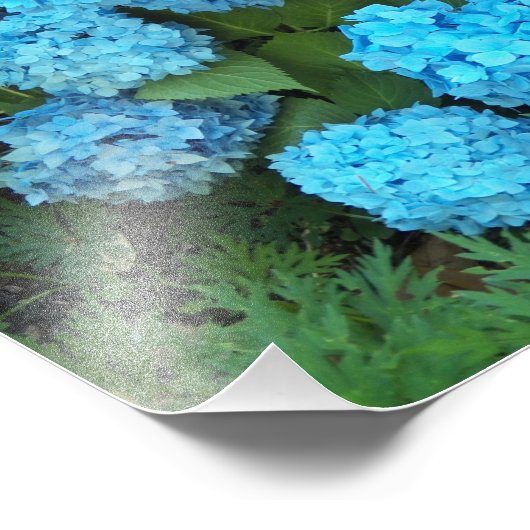 Impression Photo Floral d'Hydrangée Bleue (Coin)