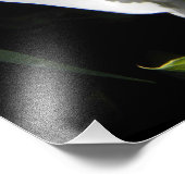 Impression Photo Floral Plante blanc Lily (Coin)