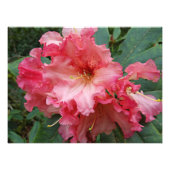Impression Photo Floral rose Rhododendron (Devant)