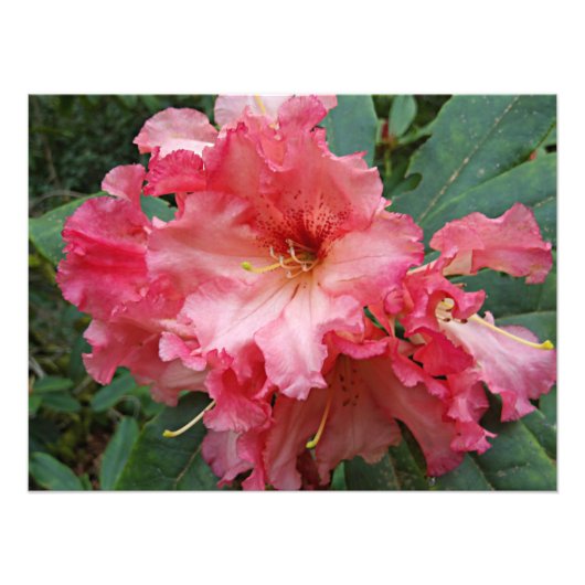 Impression Photo Floral rose Rhododendron (Devant)