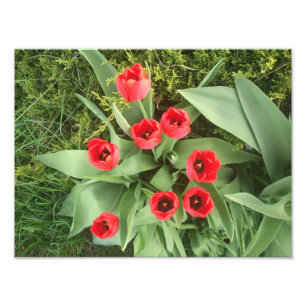 Impression Photo Floral rouge