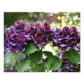 Impression Photo Floral Violet rouge Hydrangea (Devant)