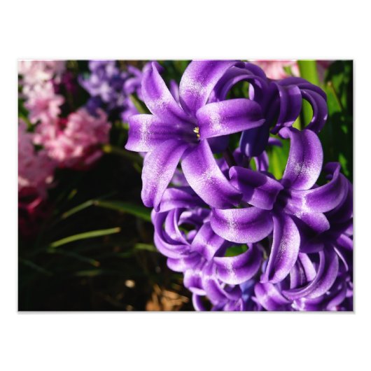 Impression Photo Flore de printemps Blue Hyacinth II (Devant)