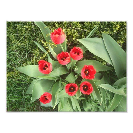 Impression Photo Flore rouge (Devant)