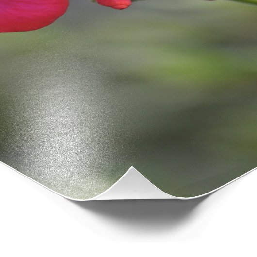Impression Photo Flores, Fleurs (Coin)