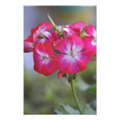 Impression Photo Flores, Fleurs (Devant)