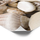Impression Photo Florida Sea Shell Arrière - plan - Beach Shells Cu (Coin)