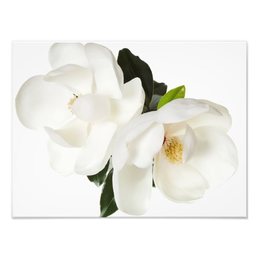 Impression Photo Flower Magnolia (Devant)