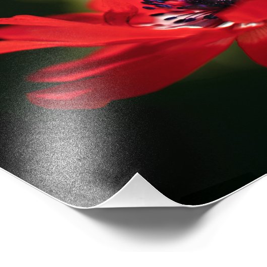 Impression Photo Flower rouge (Coin)