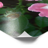 Impression Photo Flower Wild Roses dans le jardin secret (Coin)