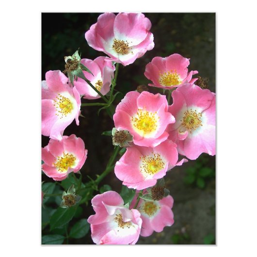 Impression Photo Flower Wild Roses dans le jardin secret (Devant)