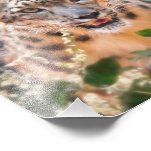 IMPRESSION PHOTO FLOWERS DE SNOW LEOPARD (Coin)