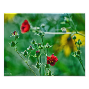 Impression Photo Fly-By dans le jardin
