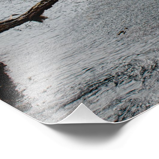 Impression Photo Foggy Soirée à Point Lobos (Coin)