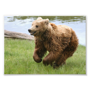 Impression Photo Fonctionnement d'ours Brown