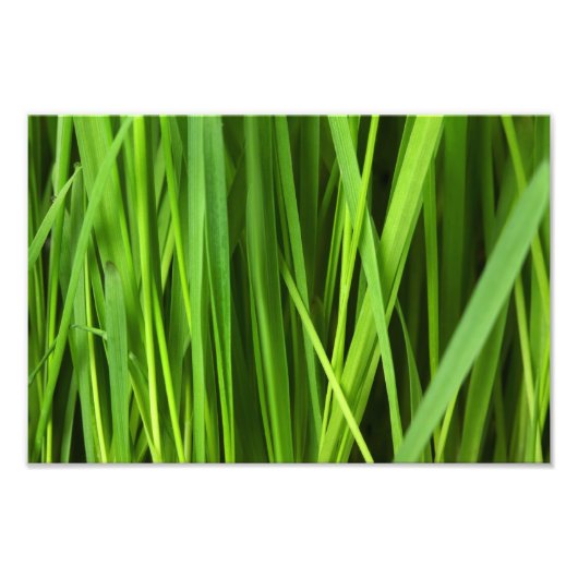 Impression Photo Fond d'herbe verte (Devant)