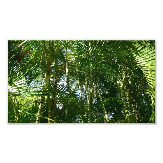 Impression Photo Forest of Palm Trees Tropical Nature (Devant)