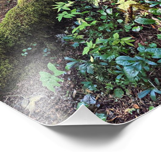 Impression Photo Forêt À feuillage persistant luxuriante (Coin)