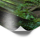 Impression Photo Forêt ancienne de croissance 11X14 au parc d'état  (Coin)