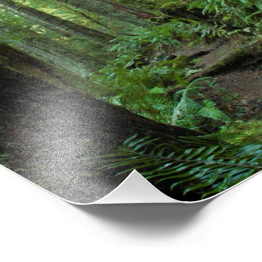 Impression Photo Forêt ancienne de croissance 11X14 au parc d'état  (Coin)