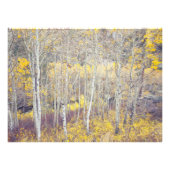 Impression Photo Forêt automnale (Devant)