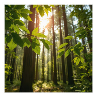 Impression Photo Forêt Chuchotante