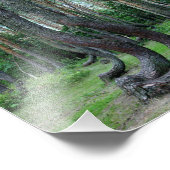 Impression Photo Forêt Crochée - Pologne (Coin)