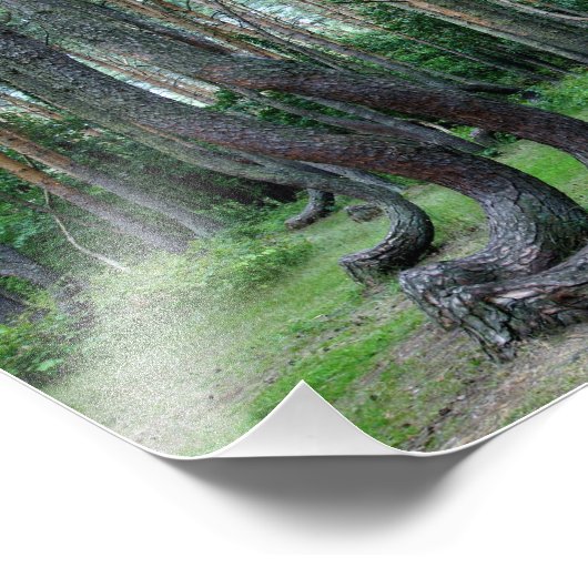 Impression Photo Forêt Crochée - Pologne (Coin)