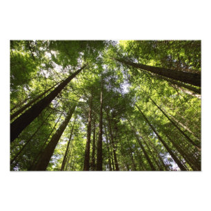 Impression Photo Forêt de séquoias, Rotorua, Nouvelle-Zélande