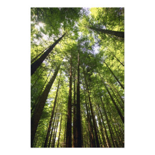 Impression Photo Forêt de séquoias, Rotorua, Nouvelle-Zélande