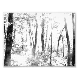 Impression Photo Forêt fantomatique